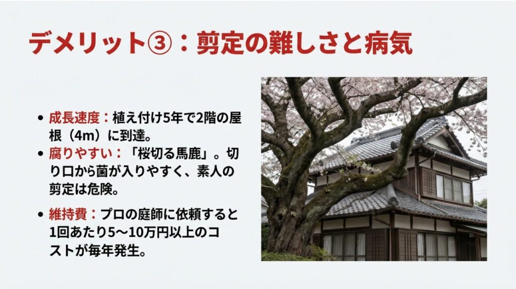 桜の剪定は難しく病気になりやすい